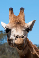 Naklejka premium Mogo Australia, close-up of face with drool of Rothschild's giraffe 