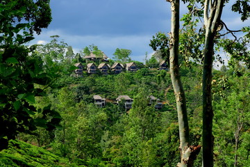 Fototapeta premium hotel in the trees