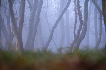 Obraz premium Foggy forest in mist. A mystical look of the forest