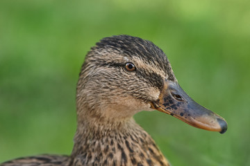 Close up head shot of a mallard female wild duck against green blurred background