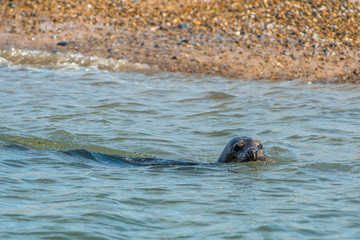 Fototapeta premium Grey and Common or Harbour Seals (Phoca vitulina) on beach at Blakeney Point Norfolk England UK