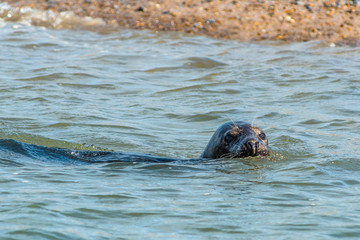 Fototapeta premium Grey and Common or Harbour Seals