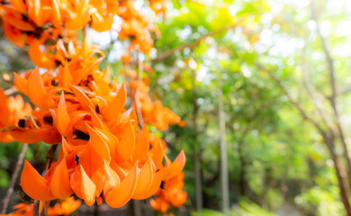 Butea monosperma Flower bloom in forrest Thailand,select focus.