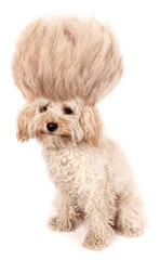 Crazy dog poodle puppy with funny haircut tuft wig hair isolated on white background