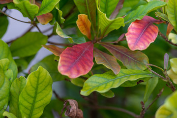 Mysterious fruit tree with green leaves turning red