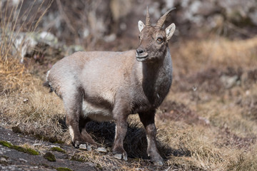 Young ibex mountain in rocky region, Alps mountains (Capra ibex)