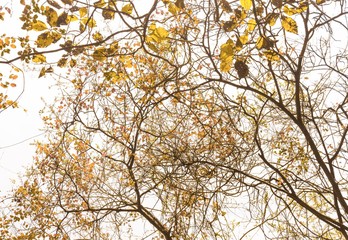 Tree in fall loosing leaves