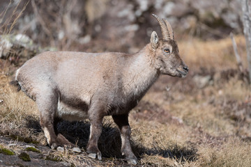 Ibex in Alps mountains (Capra ibex)