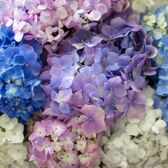 Background of pretty blue, lilac, white and pink hydrangea flowers
