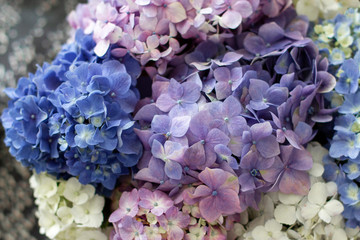 Background of Hydrangea flowers in soft pastel blue and pink
