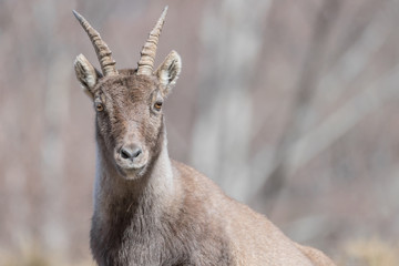 Face to face with young ibex in the woodland (Capra ibex)