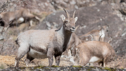 Naklejka na ściany i meble Portrait of young ibex in Alps mountains (Capra ibex)