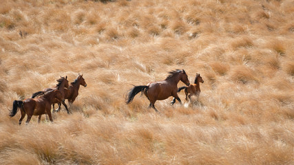 Wild Kaimanawa horses running with flying mane on the golden tussock grassland