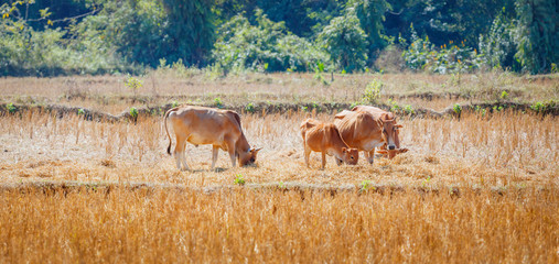 Cows eat dry grass in the meadow
