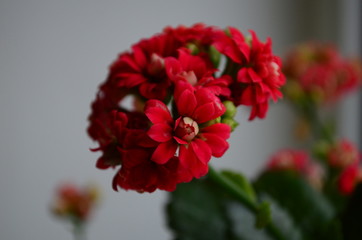 Close up of red calanchoe blooms