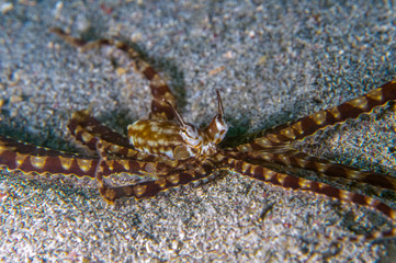 Mimic octopus (Thaumoctopus mimicus) on sandy bottom near Anilao, Batangas, Phillippines. Underwater photography and sea life