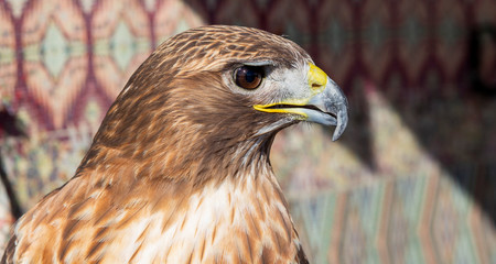 close-up of a red-tailed hawk staring off