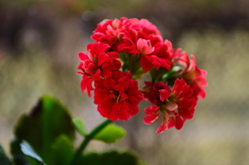 Close up of red calanchoe blooms