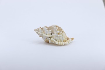 shell, sea, seashell, isolated, nature, white, beach, ocean, object, conch, spiral, marine, animal, tropical, summer, aquatic, shellfish, souvenir, mollusk, cockleshell, macro, decoration, water, sea 