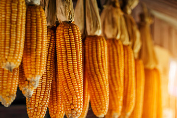 Ears of corn hanging dried in a rural house