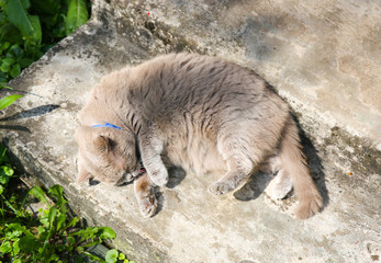 Fluffy grey cat outdoors. Cute home pet washing itself. Enjoying summer sun.