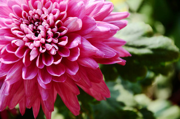 Close up of blooming red Chrysanthemum