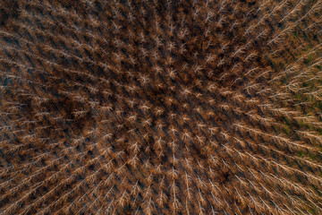 Aerial photography of cottonwood poplar forest in winter