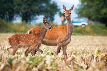 Red deer, cervus elaphus, hind and fawn standing on a stubble field next to road with car in background. Two wild animals in danger from potential collision with vehicle.