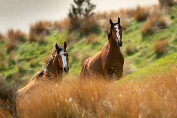 Two Kaimanawa wild horses among tall red tussock grassland