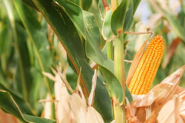 Fotobehang Ear of corn on maize plantation © Bits and Splits