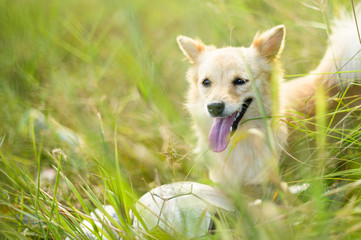 happy dog playing ball