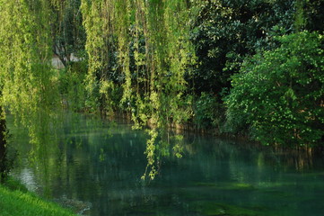 weeping willow near a river