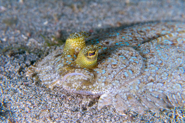 Closeup of a peacock flounder (Bothus mancus), also known as the flowery flounder, on sandy bottom near Anilao, Batangas, Philippines. Sealife and underwater photography.