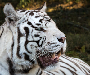 White Tiger Portrait