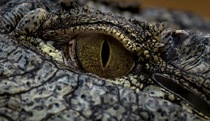 Nile Crocodile Eye