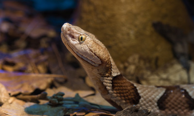 Copperhead Snake