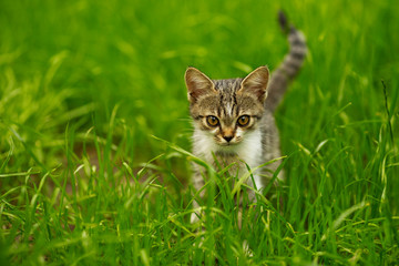 kitten sneaking in green grass