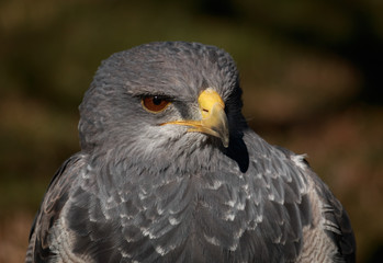 Black-Chested Buzzard