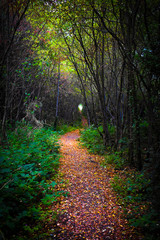 Woodland pathway