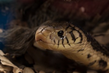 Forest Cobra