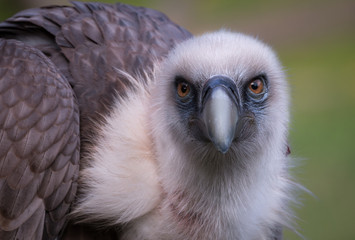 Griffon Vulture with a piercing stare