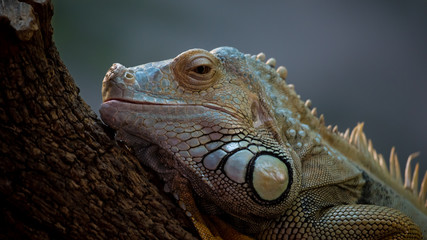 Green Iguana