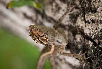 Oriental Garden Lizard