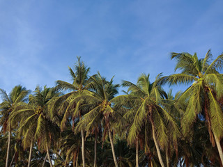 Fototapeta na wymiar Coconut palm tree and blue sky at bang sean beach, Chonburi, Thailand