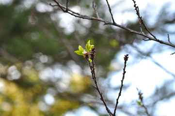 Beautifully blossoming tree branch, green and brown color