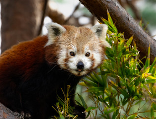 Red Panda 2019
