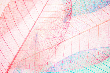 abstract full colour leaf texture background