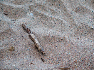 shells in the sand at the beach