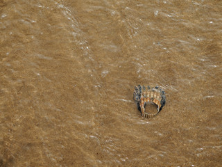 shells in the sand at the beach