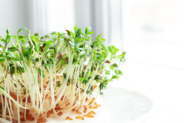 Watercress salad on the windowsill. Microgreens growing. Healthy eating concept. White background. Close-up